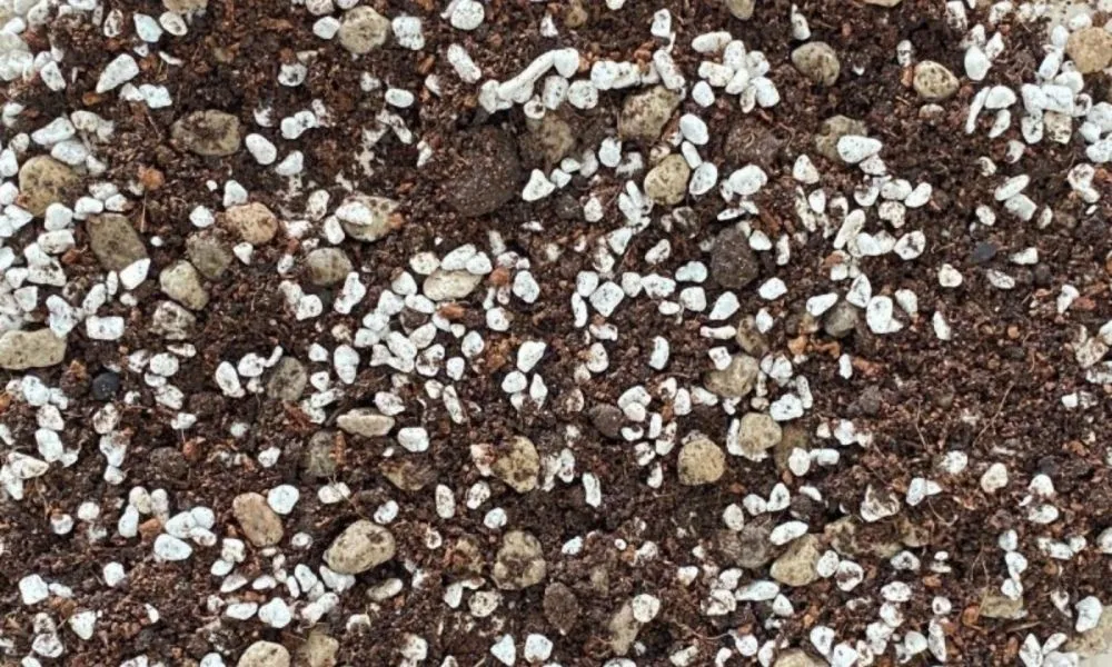 Công thức trộn đất trồng sen đá