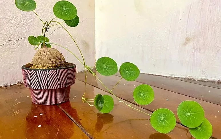 Củ Bình Vôi được đặt trên nền đất xốp để bắt đầu quá trình nảy mầm