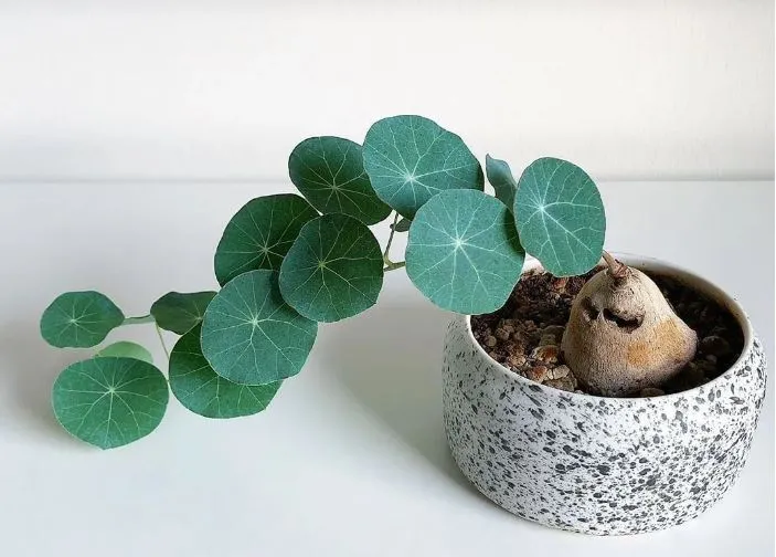 Củ Bình Vôi với những chiếc lá nhỏ xinh mọc lên