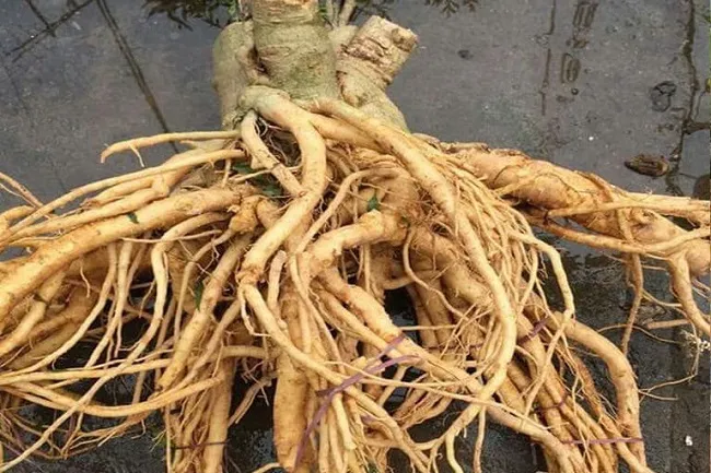 Củ đinh lăng sau 5-7 năm thu hoạch, chứng minh hiệu quả của cách trồng cây đinh lăng đạt chất lượng dược liệu