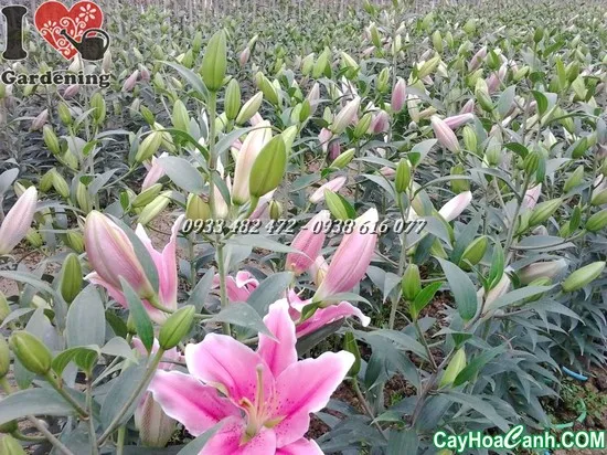 Củ giống hoa ly đã được xử lý chuẩn bị cho việc trồng cấy