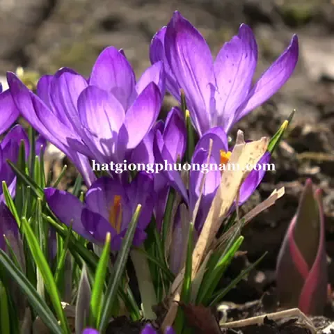 Củ Giống Hoa Nghệ Tây