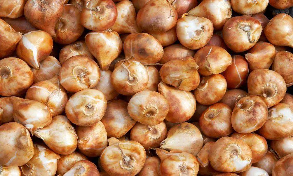 Củ giống hoa tulip đạt chất lượng
