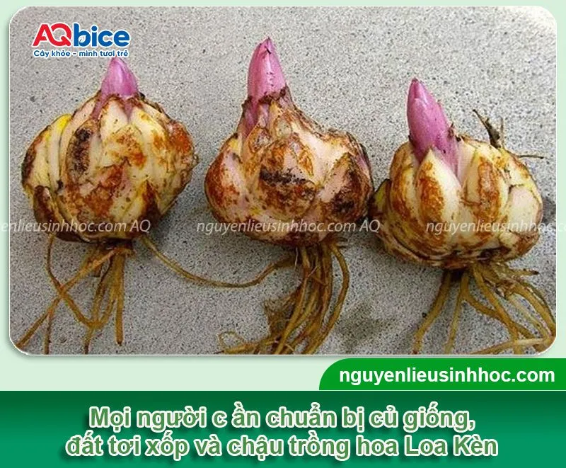 Củ hoa loa kèn cần được chuẩn bị kỹ lưỡng trước khi tiến hành cách trồng hoa loa kèn nở đúng tết