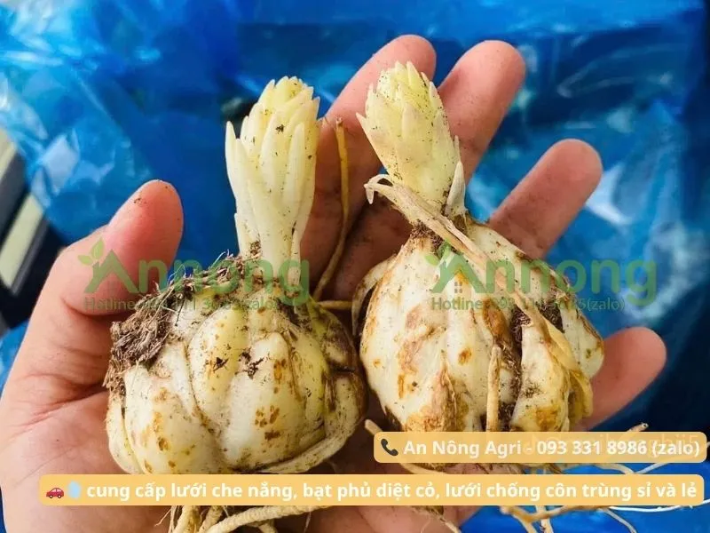 Củ hoa ly mẹ đạt chất lượng cao, tròn chắc, nhiều vảy, là điều kiện tiên quyết cho cách trồng củ hoa ly hiệu quả