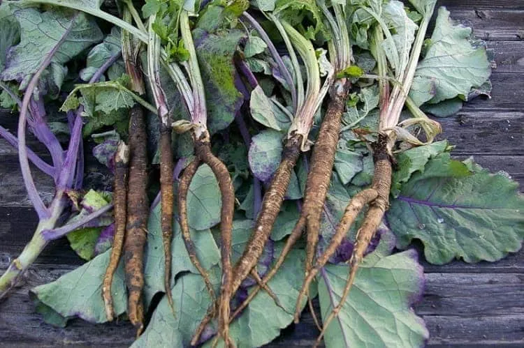 Củ ngưu bàng sau khi được làm sạch, sẵn sàng cho khâu chế biến