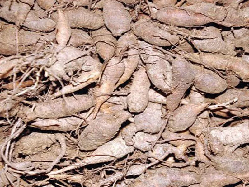 Củ sâm đất tươi, thành phần quan trọng trong hướng dẫn cách trồng cây sâm đất