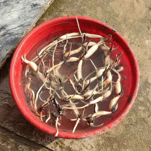 Củ sen giống khỏe mạnh có đủ lóng và mầm nhọn, là yếu tố quan trọng trong cách trồng hoa sen thành công