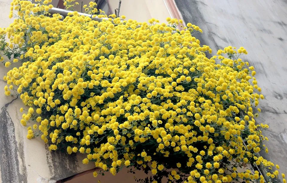 Cúc bông nhỏ có thể dùng làm trà hoa cúc, nổi bật với màu trắng tinh khôi