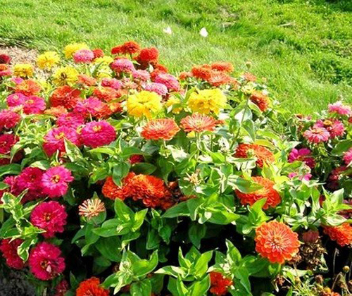 Cách Trồng Hoa Cúc Ngũ Sắc Đạt Chuẩn Kỹ Thuật Từ A Đến Z