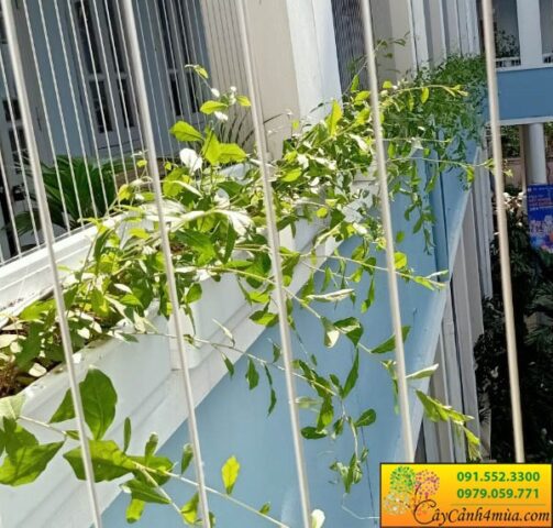 Cách Trồng Cây Cúc Tần Ấn Độ: Hướng Dẫn Trồng Và Chăm Sóc Chi Tiết Từ A Đến Z