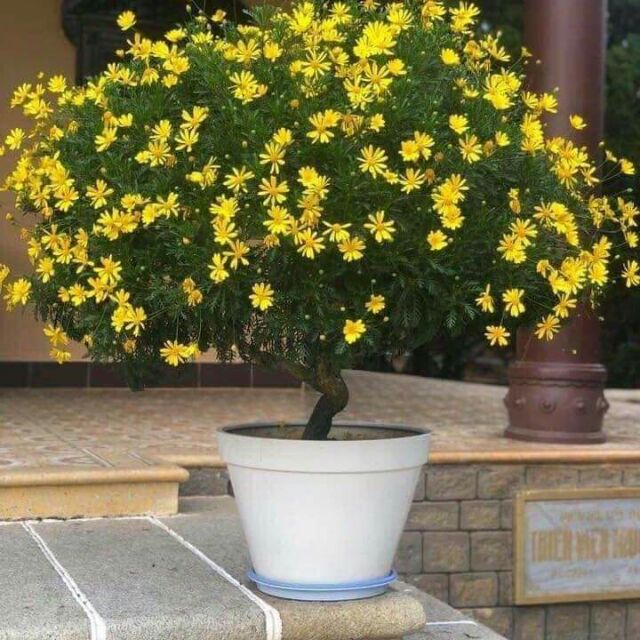 Cách Chăm Sóc Hoa Cúc Thân Gỗ Chi Tiết Từ A Đến Z Cho Người Mới