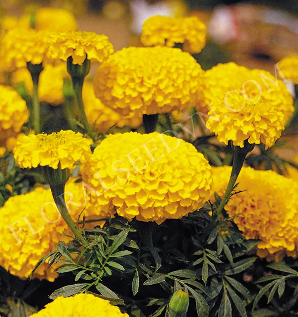 Cúc Vạn Thọ vàng rực rỡ, loài hoa lý tưởng cho cách trồng hoa trang trí sân vườn