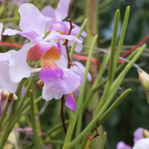 Cụm hoa Lan Vanda Lá Kim rực rỡ với sắc hồng tím