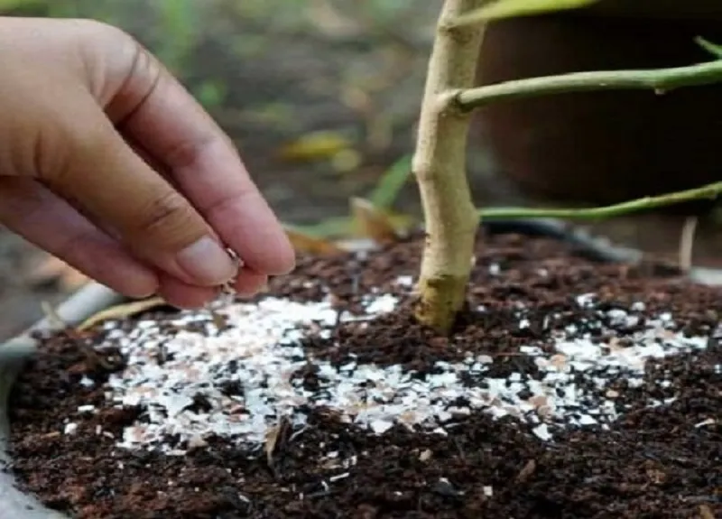 Cung cấp canxi tự nhiên cho đất trồng cây bằng vỏ trứng