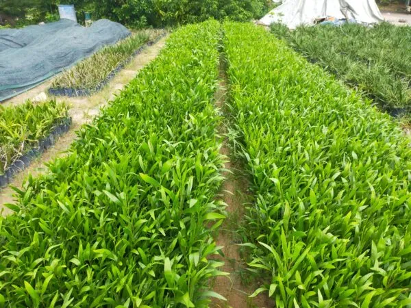 Cung cấp cây giống keo lá tràm chất lượng cao đạt tiêu chuẩn chiều cao và đường kính cổ rễ