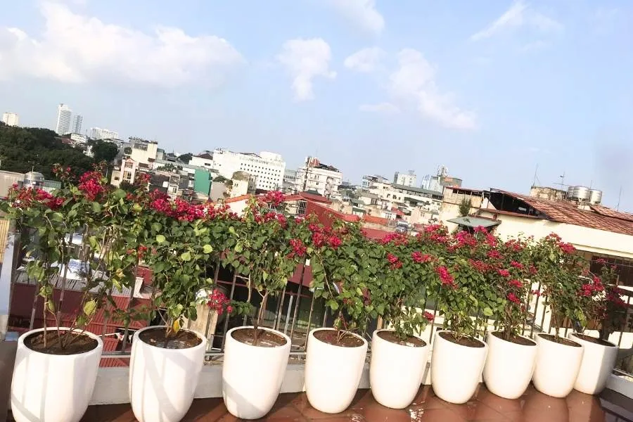 Cung cấp đủ ánh nắng cho cây trong quá trình trồng