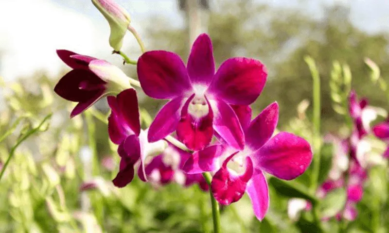 Cung cấp đủ ánh sáng hoa lan