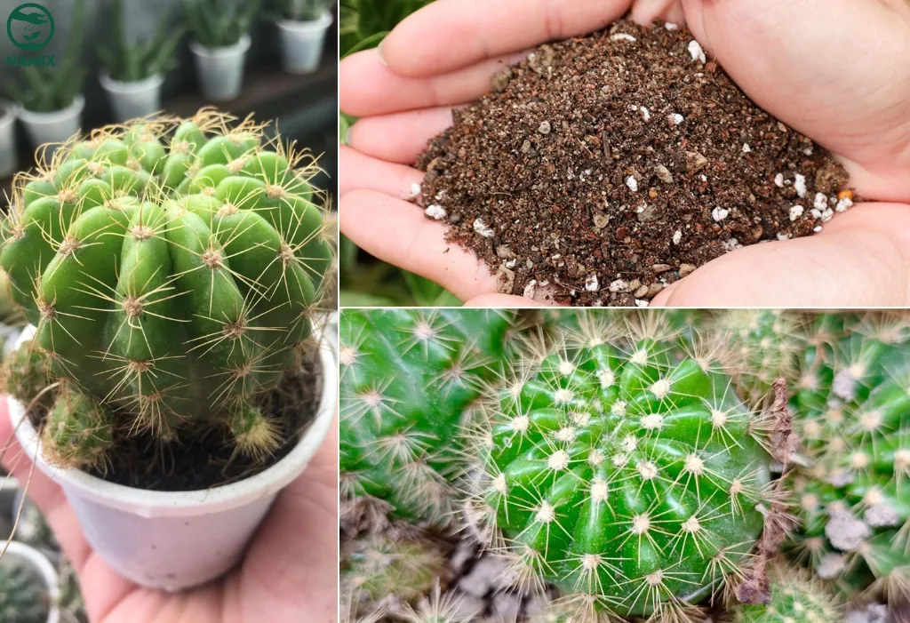 Cung cấp đủ ánh sáng mặt trời và quản lý nước cẩn thận là hai yếu tố cơ bản để cây xương rồng phát triển khỏe mạnh.