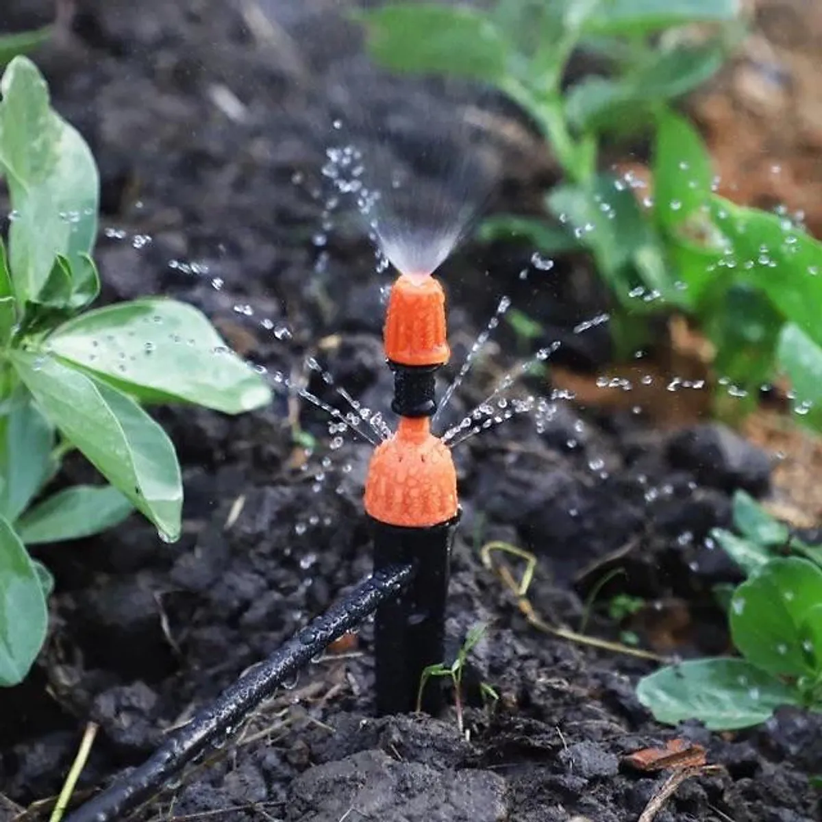 Cung cấp nước cho cây phát triển tốt với tần suất phù hợp, tránh gây ngập úng