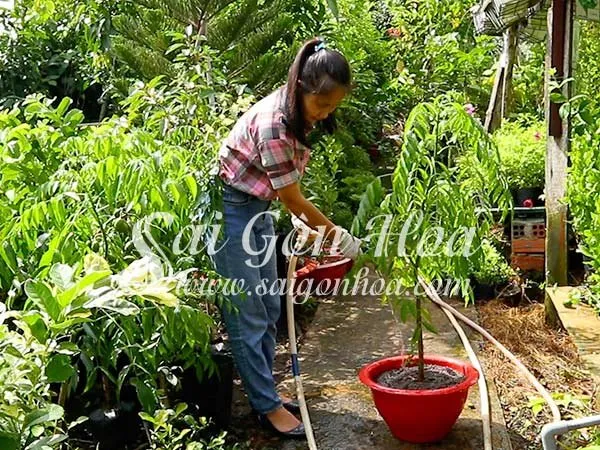 Cung cấp nước đầy đủ hàng ngày cho cây cóc trồng chậu