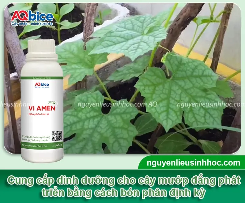 Cung cấp phân bón định kỳ theo từng giai đoạn phát triển cho cây mướp đắng