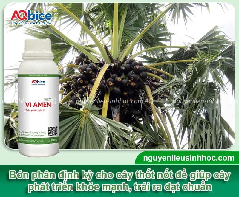 Cung cấp phân bón theo từng giai đoạn phát triển của cây thốt nốt nhằm tăng nắng suất cũng như duy trì sức khỏe tốt cho cây