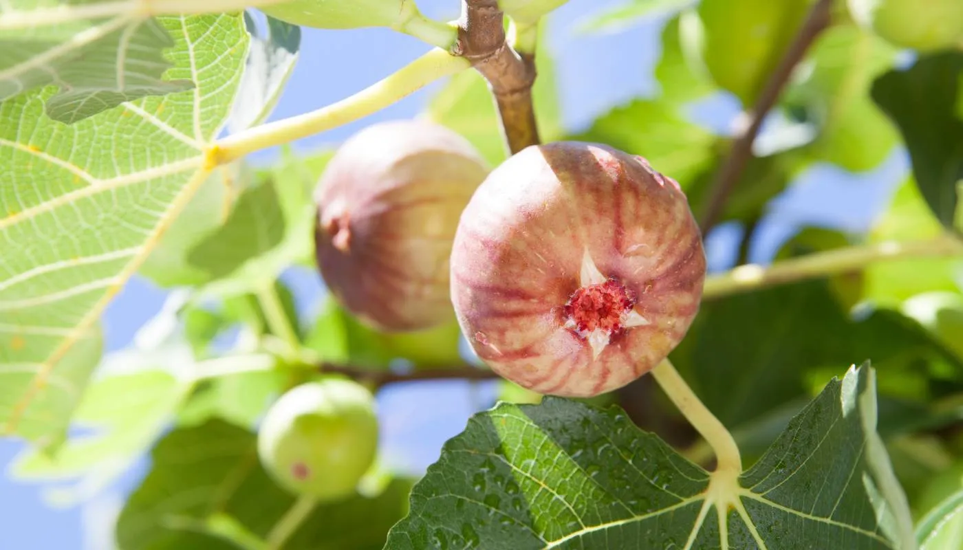 Đa dạng các loại cây sung Mỹ phổ biến hiện nay