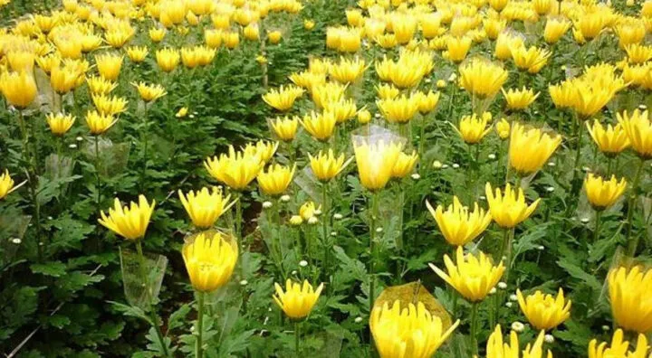 Đa dạng các loại hoa cúc Đà Lạt với hình thái và màu sắc khác nhau