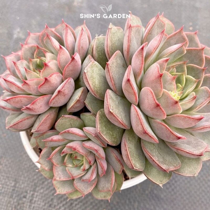 Cách Trồng Hoa Lan Kim Điệp Nhựa Chuẩn Chuyên Gia Cho Không Gian Sống