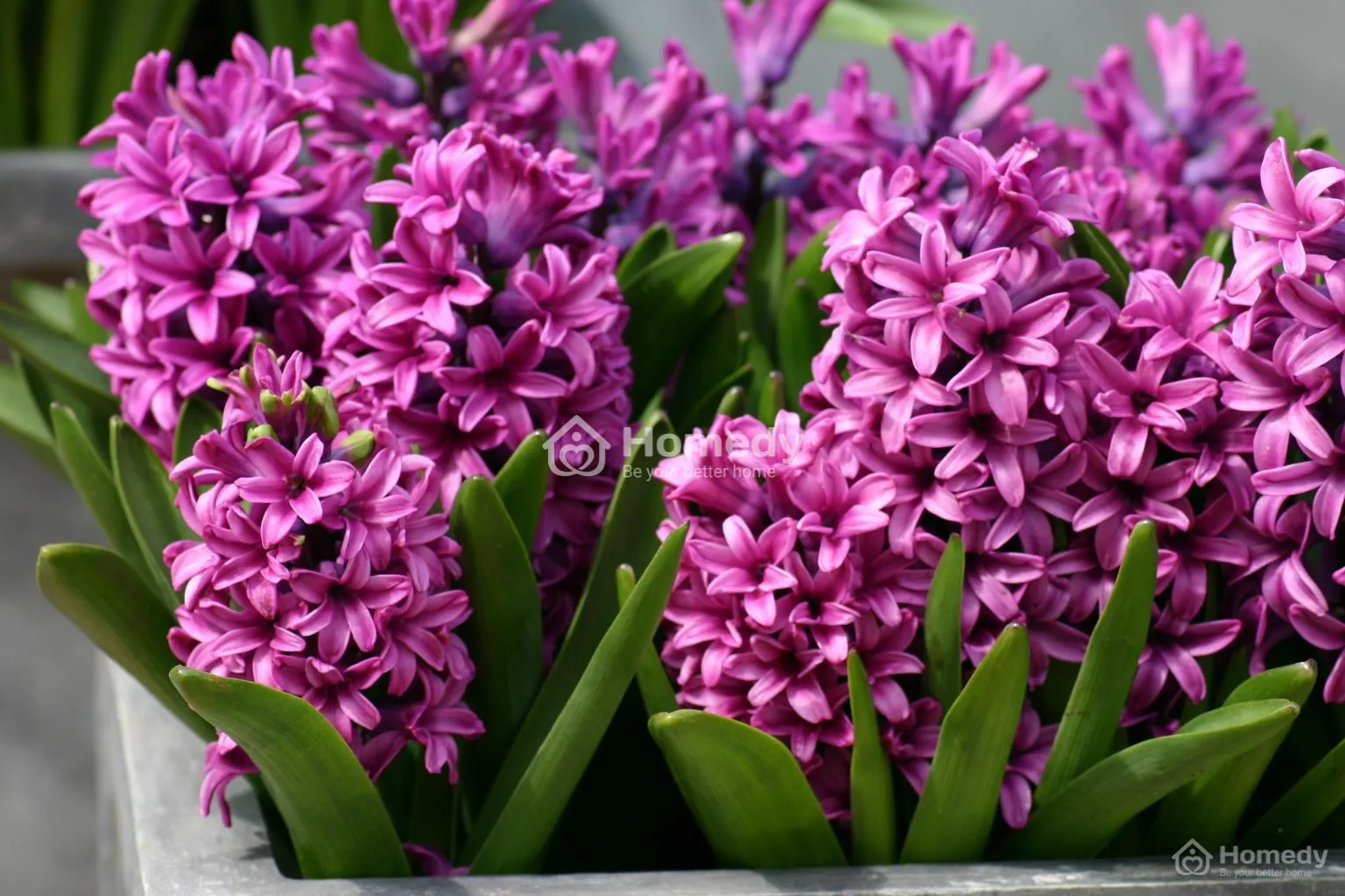 Dạ Lan Hương (Hoa Tiên Ông) chứa độc tố trong củ