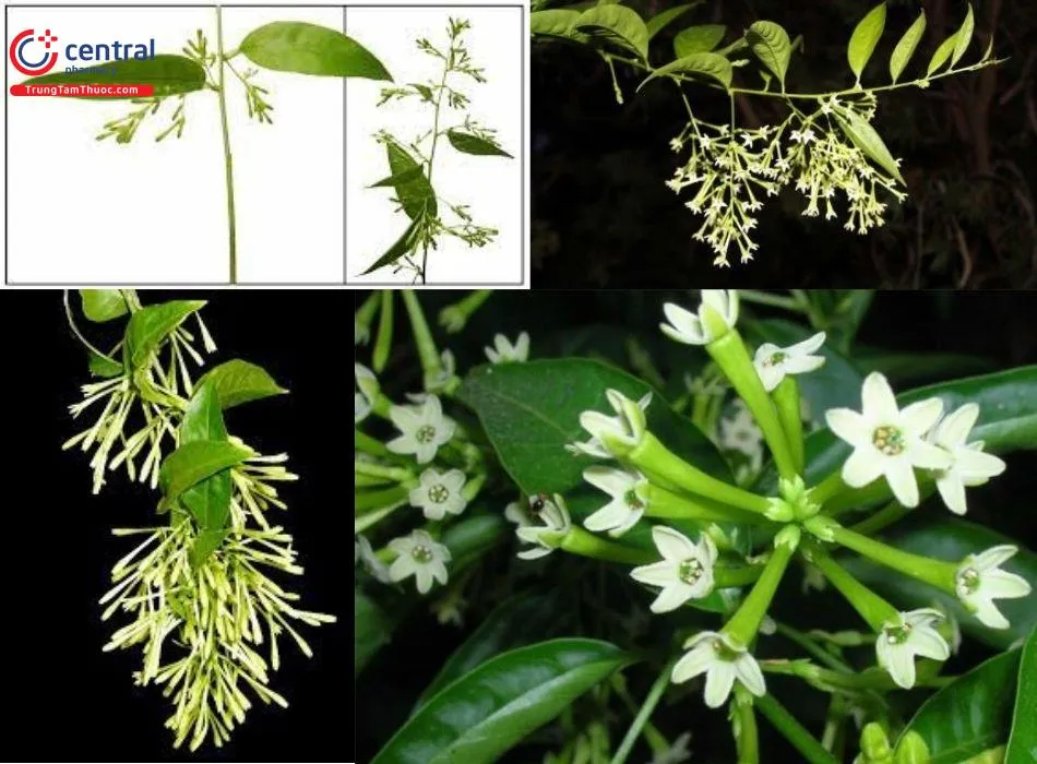 Dạ lý hương thường nở hoa vào ban đêm