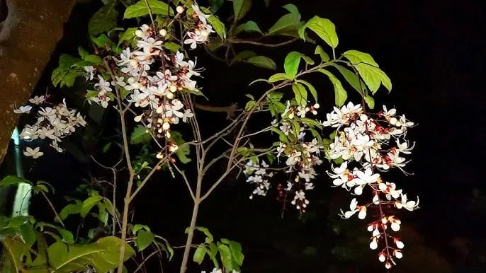 Dạ Ngọc Minh Châu trưởng thành với chùm hoa trắng rủ xuống tượng trưng cho sinh khí dồi dào