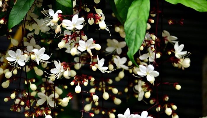 Cách Trồng Và Chăm Sóc Cây Dạ Ngọc Minh Châu Chuẩn Chuyên Gia