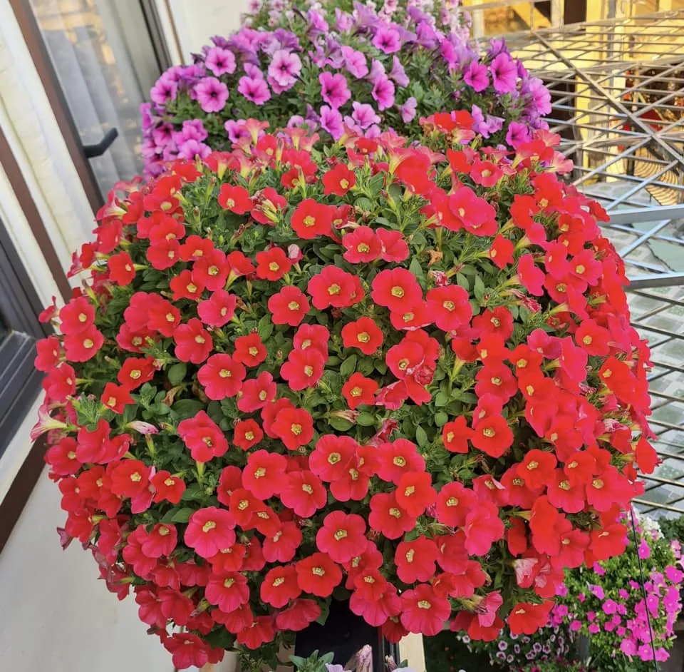 Dạ yến thảo có tán lá xanh và hoa mọc xum xuê tạo nên vẻ ngoài dày dặn