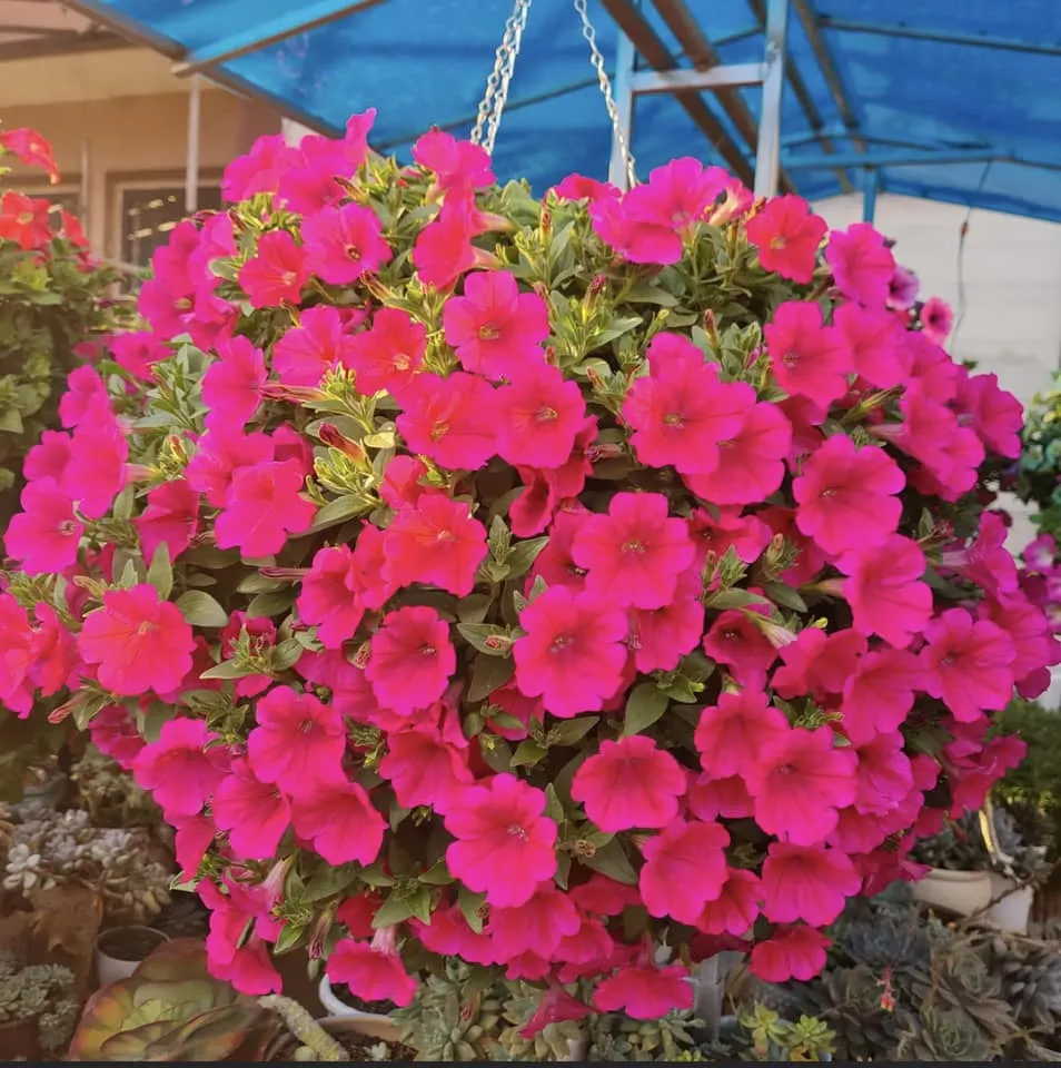 Dạ yến thảo đơn thường có một lớp cánh hoa mỏng, tạo hình phễu đơn giản