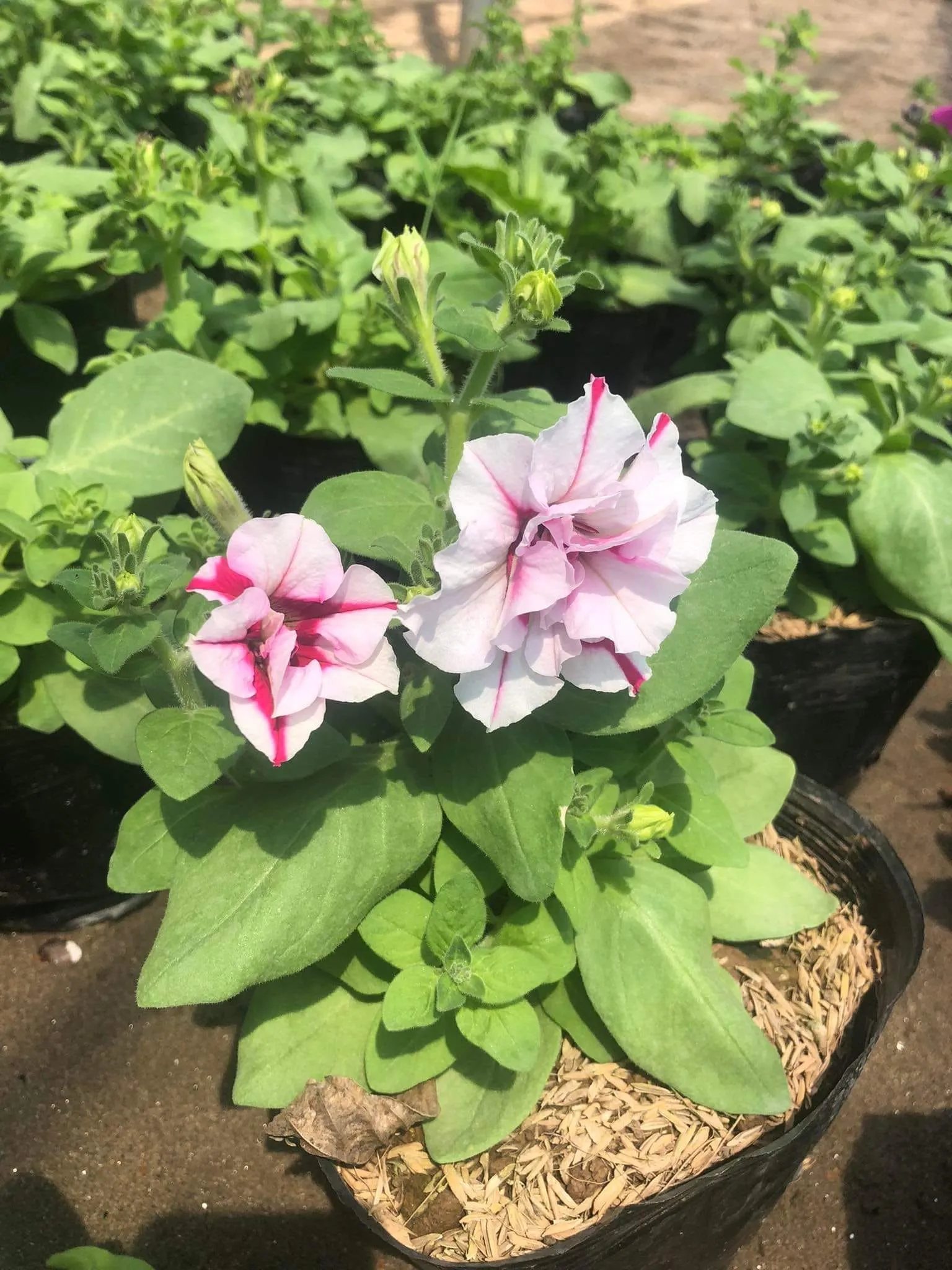 Dạ yến thảo kép màu tím than viền trắng độc đáo, thể hiện sự đa dạng về giống loài