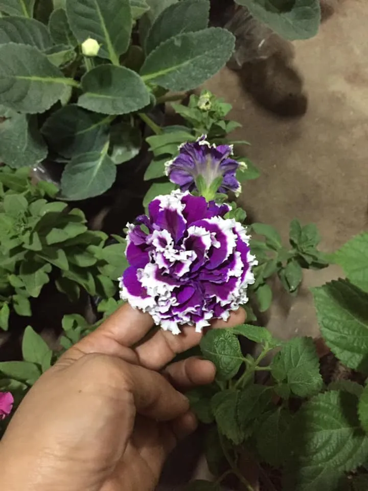 Dạ yến thảo kép sở hữu nhiều lớp cánh hoa xếp chồng lên nhau, tạo hình gợn sóng bắt mắt