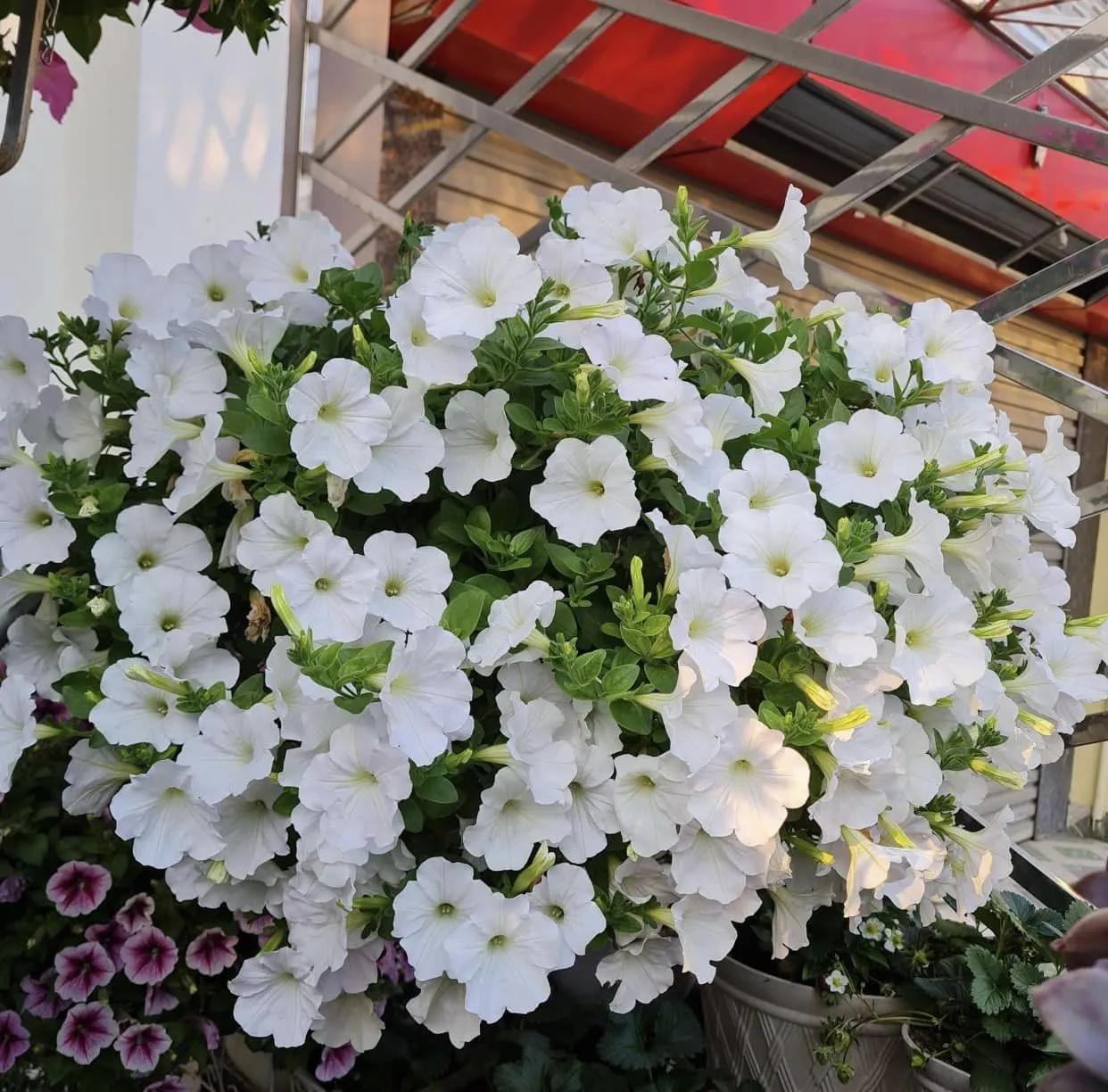 Dạ yến thảo mang đến nhiều ý nghĩa tích cực trong cuộc sống, tượng trưng cho hạnh phúc và năng lượng