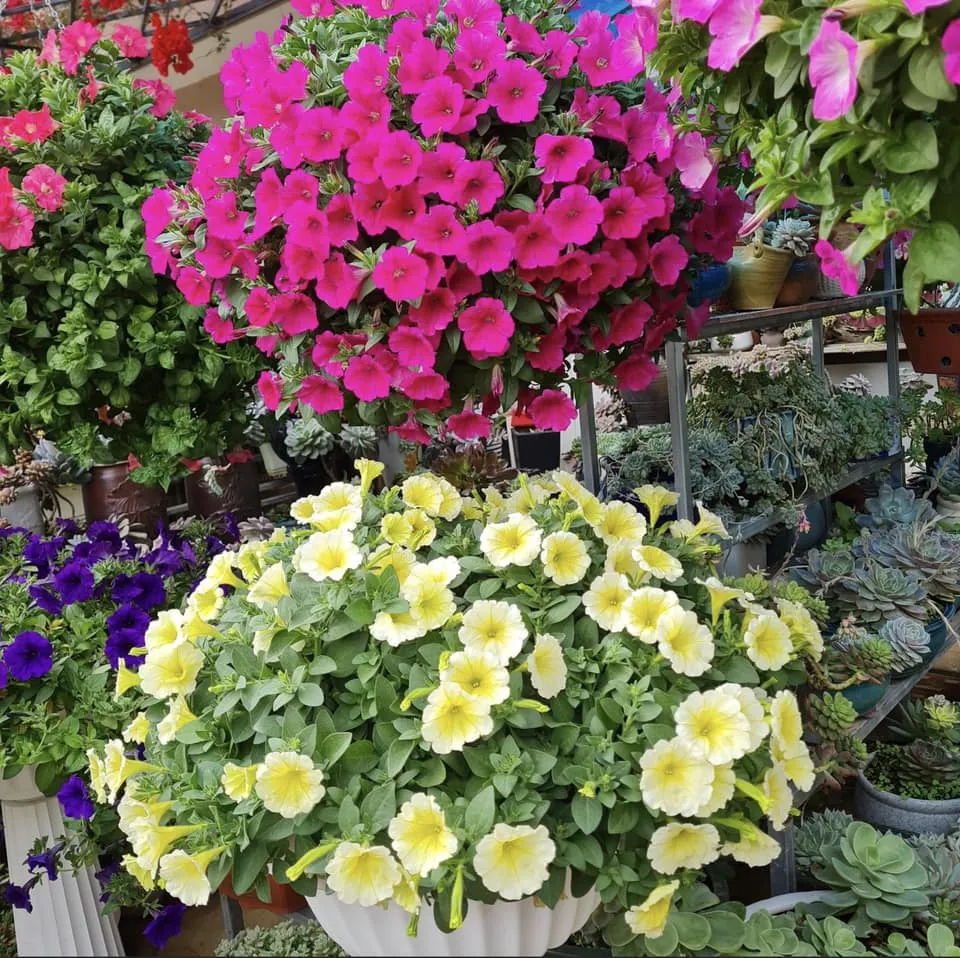 Dạ yến thảo màu hồng phấn được chăm sóc kỹ lưỡng, hoa nở đều và cánh hoa khỏe mạnh