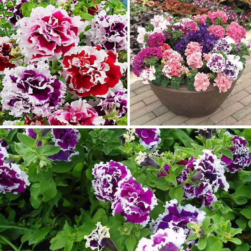 Dạ yến thảo màu tím với viền hoa trắng, tạo nên sự tương phản nổi bật