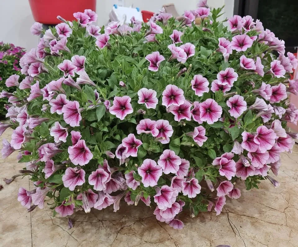 Dạ yến thảo rủ màu trắng tinh khôi, tạo điểm nhấn cho không gian sân vườn