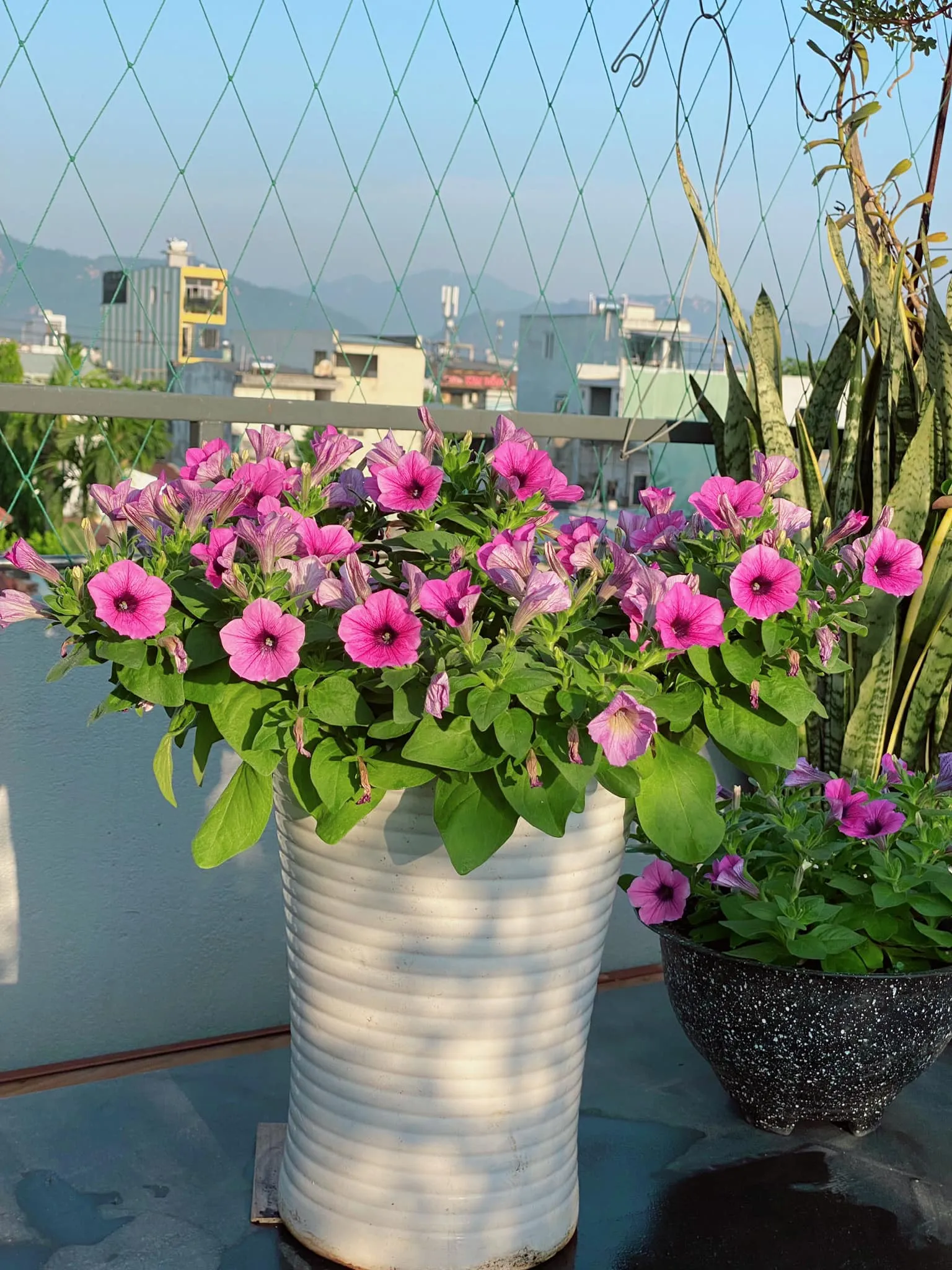 Dạ yến thảo rủ xuống mềm mại, rất thích hợp trồng trong chậu treo trang trí