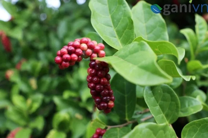 Đặc điểm cây chòi mòi