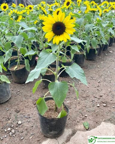Cách Trồng Hoa Hướng Dương Cao Đạt Chuẩn Chuyên Gia