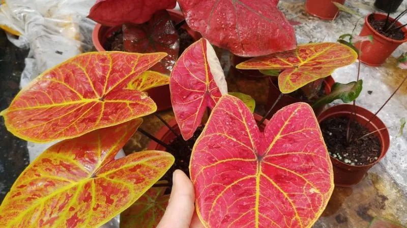 Đặc điểm cây môn kiểng