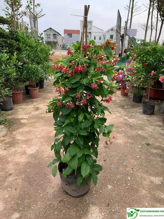 Đặc điểm cây sử quân tử – Hoa giun