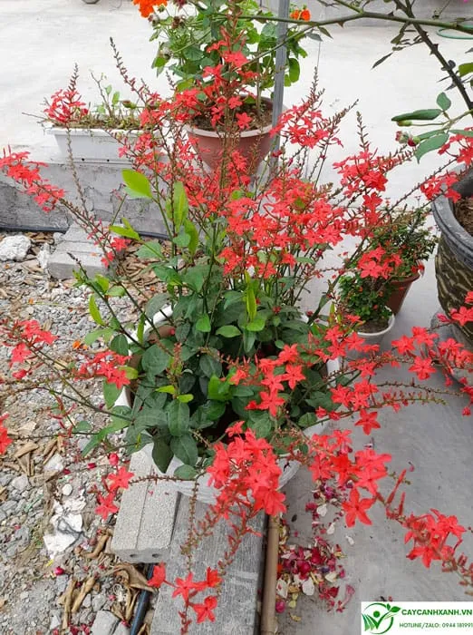 Đặc điểm cây xích hồng trà