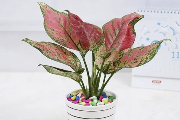 Đặc điểm chung của cây vạn lộc thủy sinh và hướng dẫn cách trồng cây vạn lộc thủy sinh