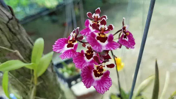 Đặc điểm củ bẹ của Lan Vũ Nữ, nền tảng cho cách chăm sóc lan vũ nữ ra hoa